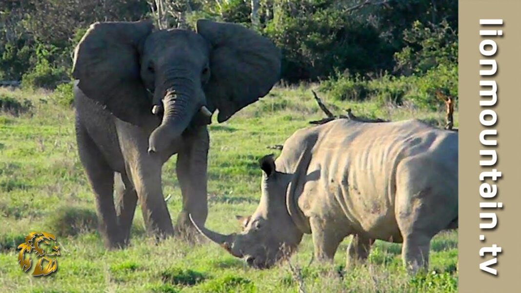 The Question Every Republican Candidate Must Be Asked! Elephant Adolescents Gone Wild The Pilanesberg Troublemakers