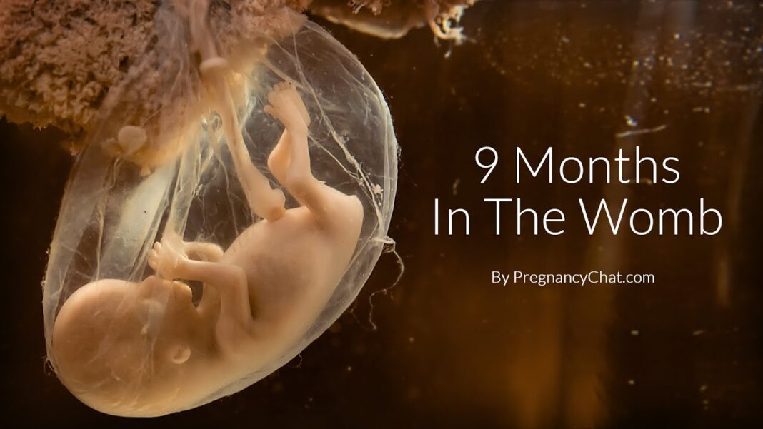 Your friends in Pennsylvania 9 Months In The Womb: A Remarkable Look At Fetal Development Through Ultrasound By PregnancyChat.com
