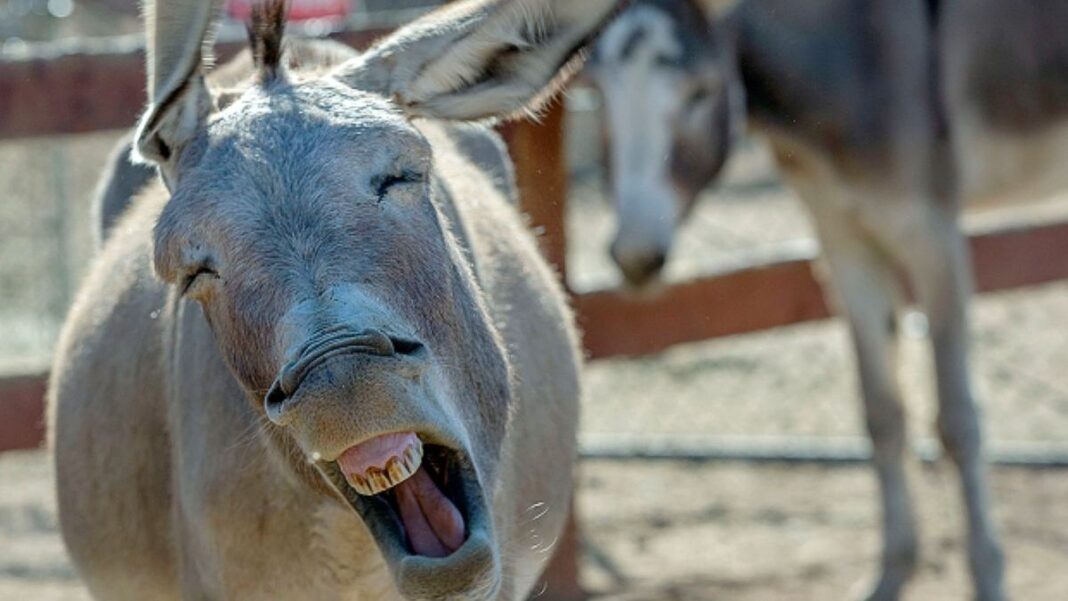 Donkeyland Rescued Donkey