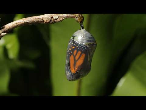 Trans-wormal Monarch butterfly emerging time lapse
