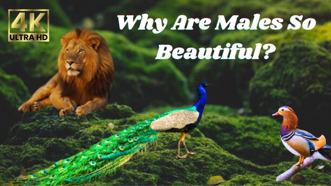 The Sacred Responsibility The Science of Beauty in the Animal Kingdom: Why Males Shine