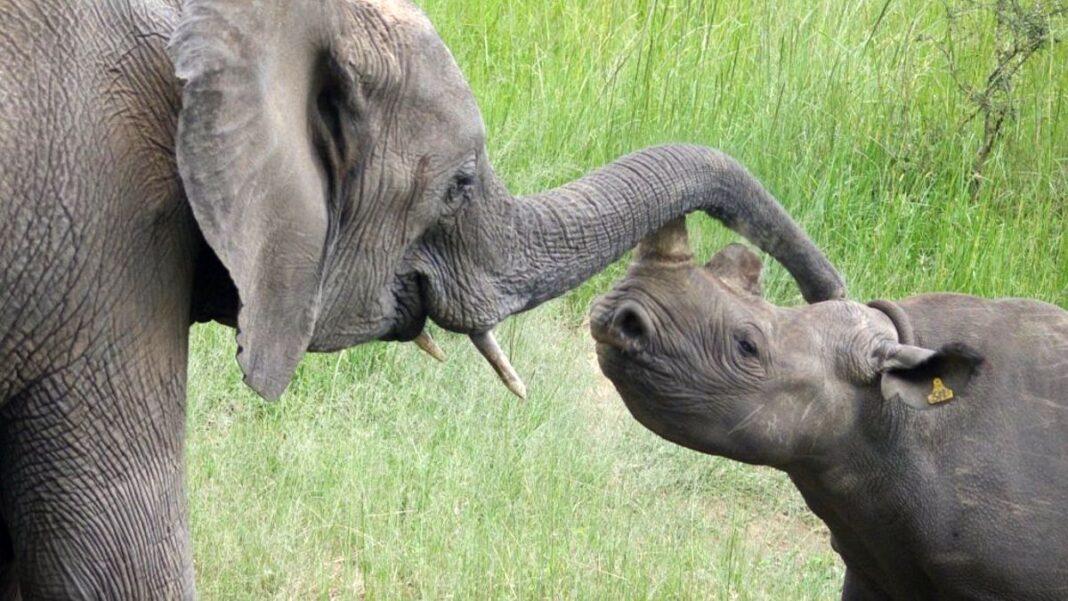 RINOs to Grassroots America: Shut Up! Know Your Place! Elephant and Rhino