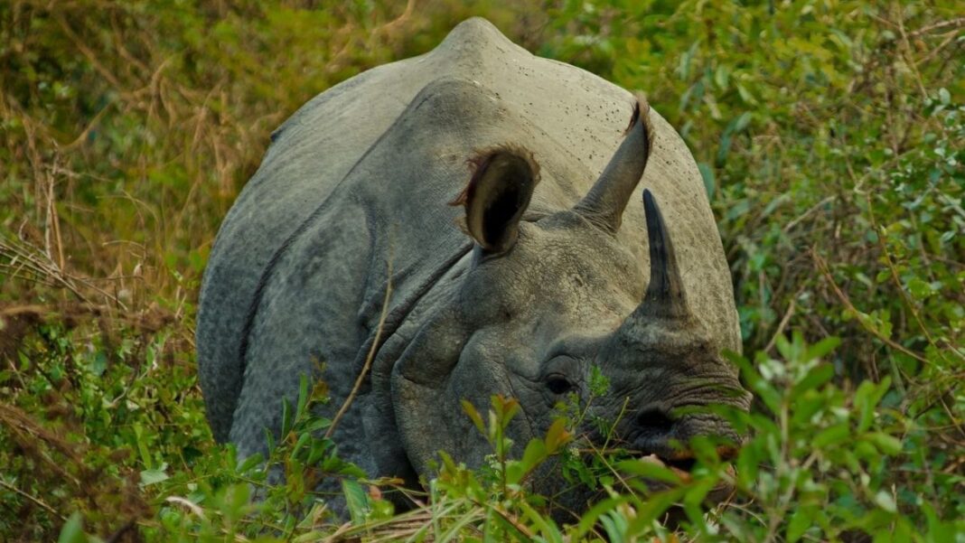 Spotting RINOs In The “Tall Grass” of COVID RINO in the Grass