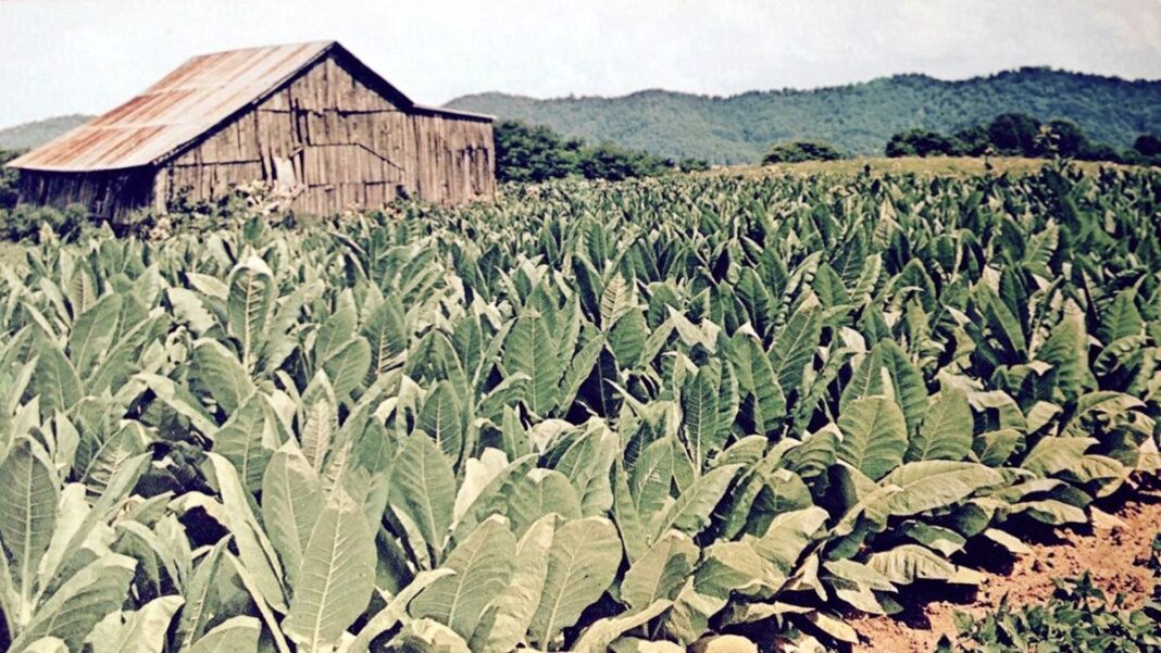 Why I miss the small tobacco farms from my youth Post Card of a Tobacco Farm In Kentucky