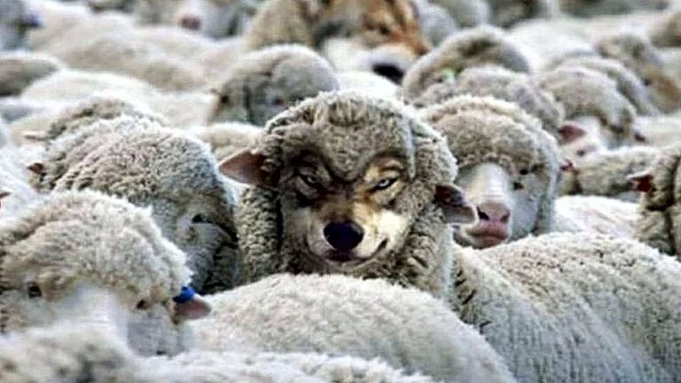 A Wolf in sheep's clothing